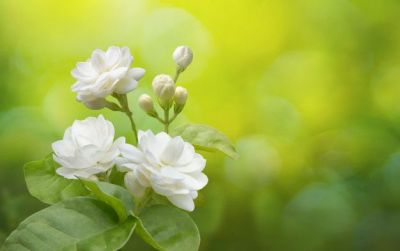 7 loại cây thích hợp để trong phòng ngủ - Nhà Đẹp Sài Gòn