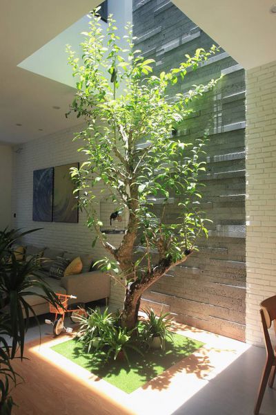 TOP 5 Cây thân gỗ trồng trong nhà phổ biến nhất - Nhà Đẹp Sài Gòn