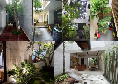 CÁC LOẠI CÂY CẢNH TRỒNG TRONG NHÀ THEO PHONG THỦY