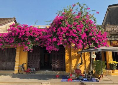 6 giống hoa trồng tường rào đẹp, bung nở quanh năm - Nhà Đẹp Sài Gòn